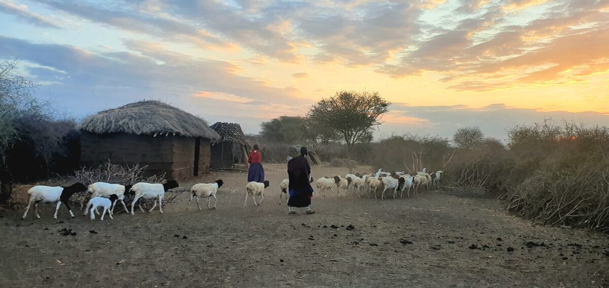 Maasai women and kids chase the goats and sheeps to the village